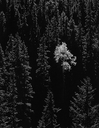 Road 134, Cabresto Creek, Carson NF, NM
