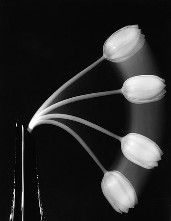 Tulip rising