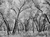 Cottonwood Forest, Rio Grande Nature Center State Park, Albuquerque, NM