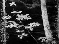 Bigleaf Magnolia, Sipsey Wilderness, Alabama