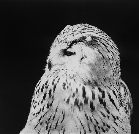 Siberian Eagle Owl (Bubo bubo sibiricus), Volerie des Aigles, Kintzheim, Alsace