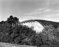 Vineyards, Santa Ynez, CA