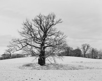 Hudeeiche, Hohen Demzin, Germany