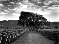 Oak tree and vineyards #1, Santa Ynez, CA (Brave & Maiden estate)