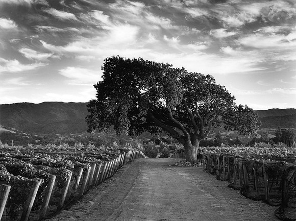 Oak tree and vineyards #1, Santa Ynez, CA (Brave & Maiden estate)