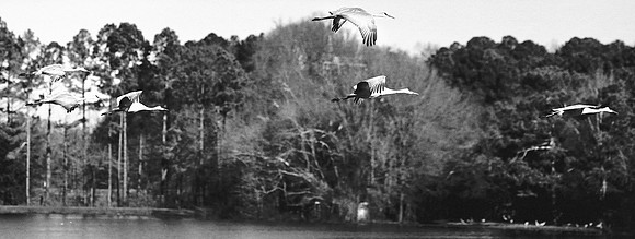 Six Sandhill Cranes in Flight, Wheeler NWR, AL