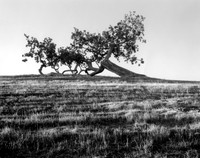 Leaning oak, Santa Ynez, CA