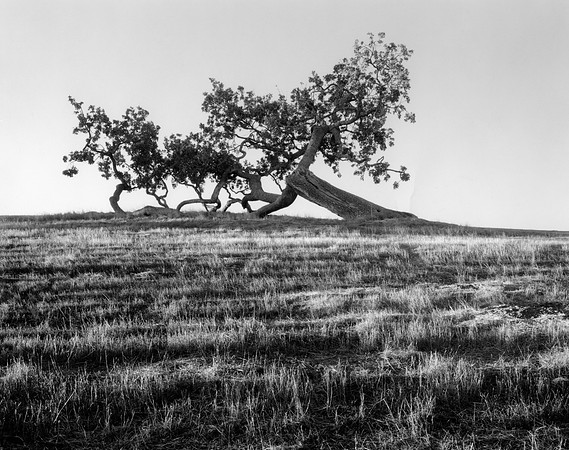 Leaning oak, Santa Ynez, CA