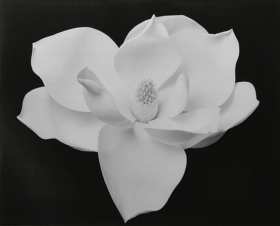 Magnolia blossom #8