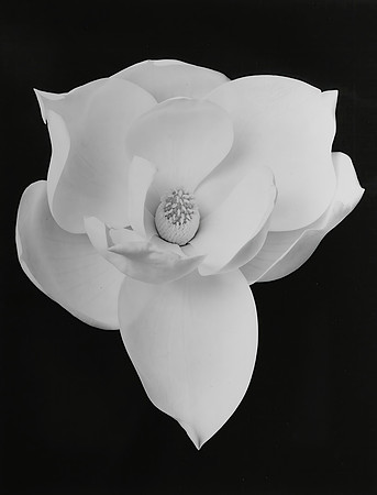 Magnolia blossom #4 vertical