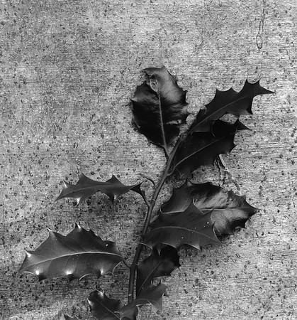 Wild Holly and Beech Trunk, near Badenweiler, Southwest Germany