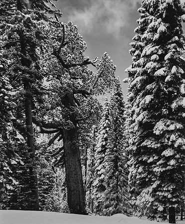 Grizzly Giant, Mariposa Grove, Yosemite NP, CA