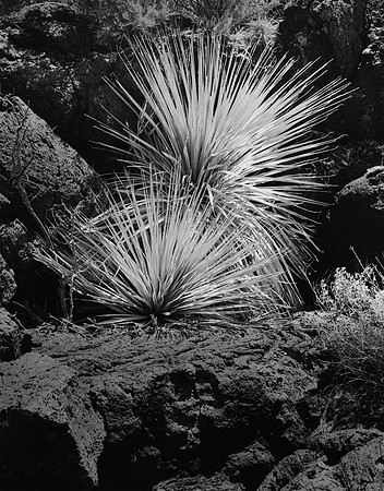Yucca, Valley of Fire, NM