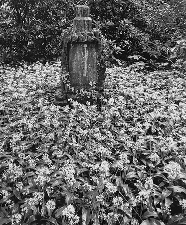 Wood garlic, Old Cemetery, Freiburg-Herdern
