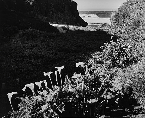 Wild Callas, Garrapatta Beach, CA