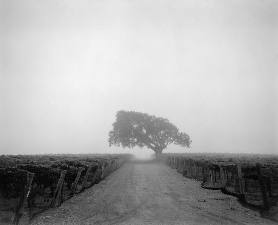 Oak in fog, Santa Ynez, CA (Brave & Maiden estate)