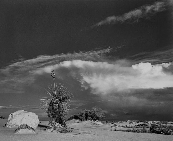 Rock and Yucca, White Sands NM, NM