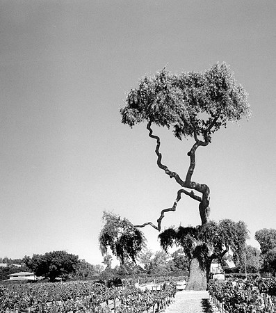 The Dr. Seuss tree (Blackjack winery, Solvang, CA)