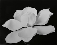 Magnolia blossom #1