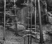 Beeches in Fall, Saxon Switzerland