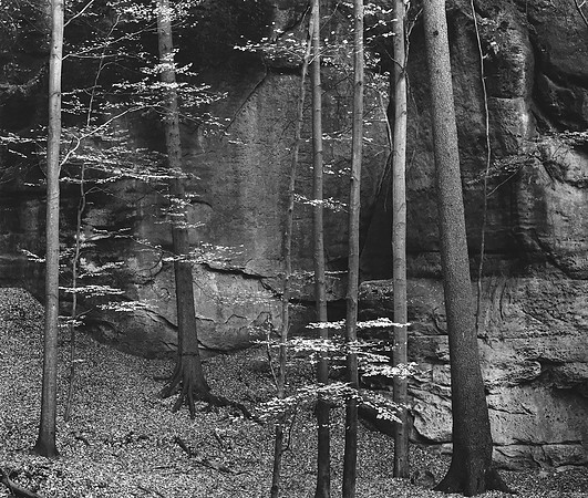 Beeches in Fall, Saxon Switzerland