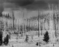 Burned Forest, Yellowstone NP