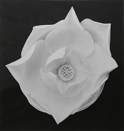 Magnolia blossom #5