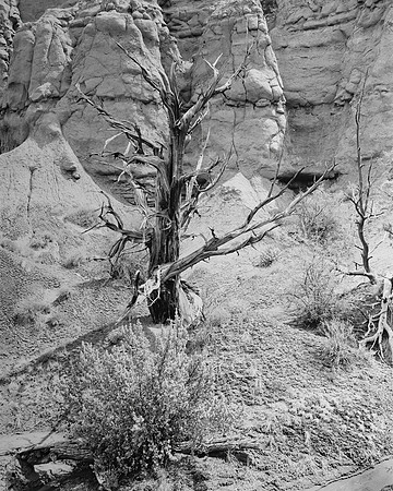 Twisted Juniper Skeleton, Kodachrome Basin State Park, UT