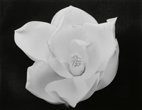 Magnolia blossom #4 horizontal