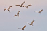 7 Sandhill cranes, Wheeler NWR, AL