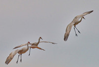 Three Sandill Cranes #1, Wheeler NWR, AL