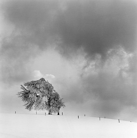 Wind Beech, Schauinsland, Germany