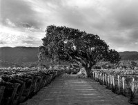 Oak tree and vineyards #2, Santa Ynez, CA (Brave & Maiden estate)