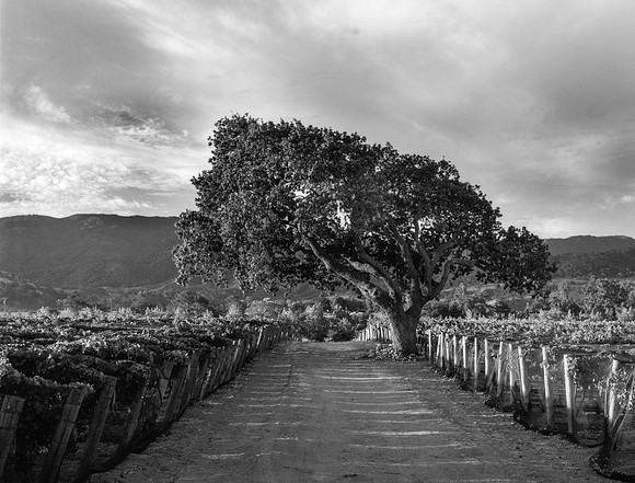 Oak tree and vineyards #2, Santa Ynez, CA (Brave & Maiden estate)