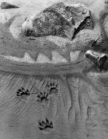 Tracks and Sand Patterns, San Juan River