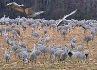 Sandhill Cranes coming in, Wheeler NWR, AL