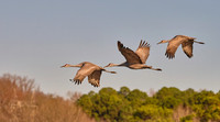 Sandhill Crane, Wheeler NWR, AL