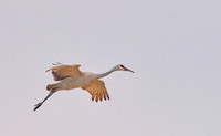 Sandhill crane, Wheeler NWR, AL