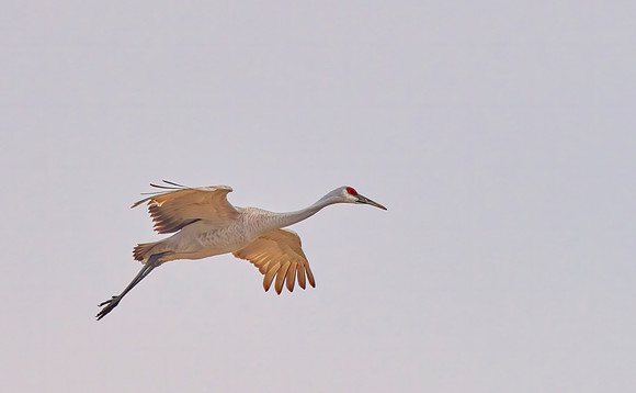 Sandhill crane, Wheeler NWR, AL