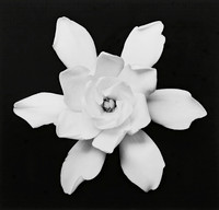 Gardenia Blossom #8