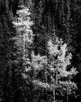 Aspen, Northern New Mexico