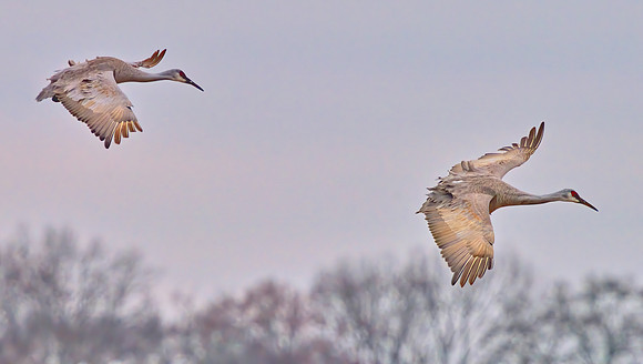 Two Sandhill cranes in flight, Wheeler NWR, AL