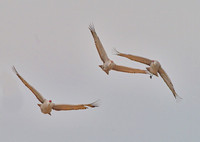 Three Sandhill cranes #2, Wheeler NWR, AL
